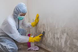 Best Mold Odor Removal Services  in Cleveland, WI